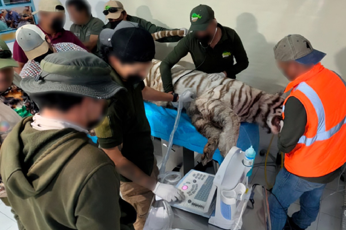 El cuerpo del tigre de Bengala fue localizado en una barranca la mañana del 2 de julio