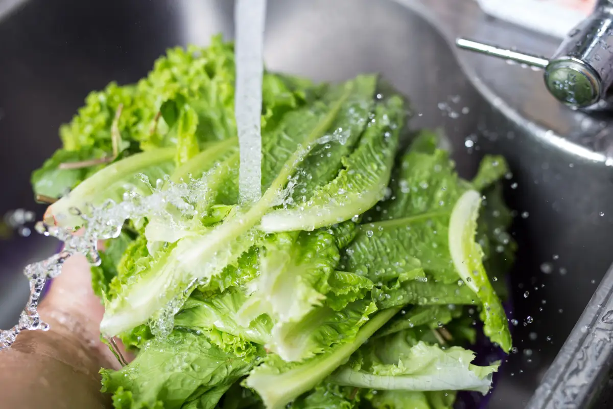 lechuga fresca bajo un chorro de agua