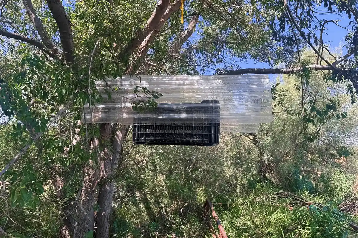 Caja de plástico negra con cubierta transparente colgada de la rama de un árbol para la liberación de moscas estériles del gusano barrenador.