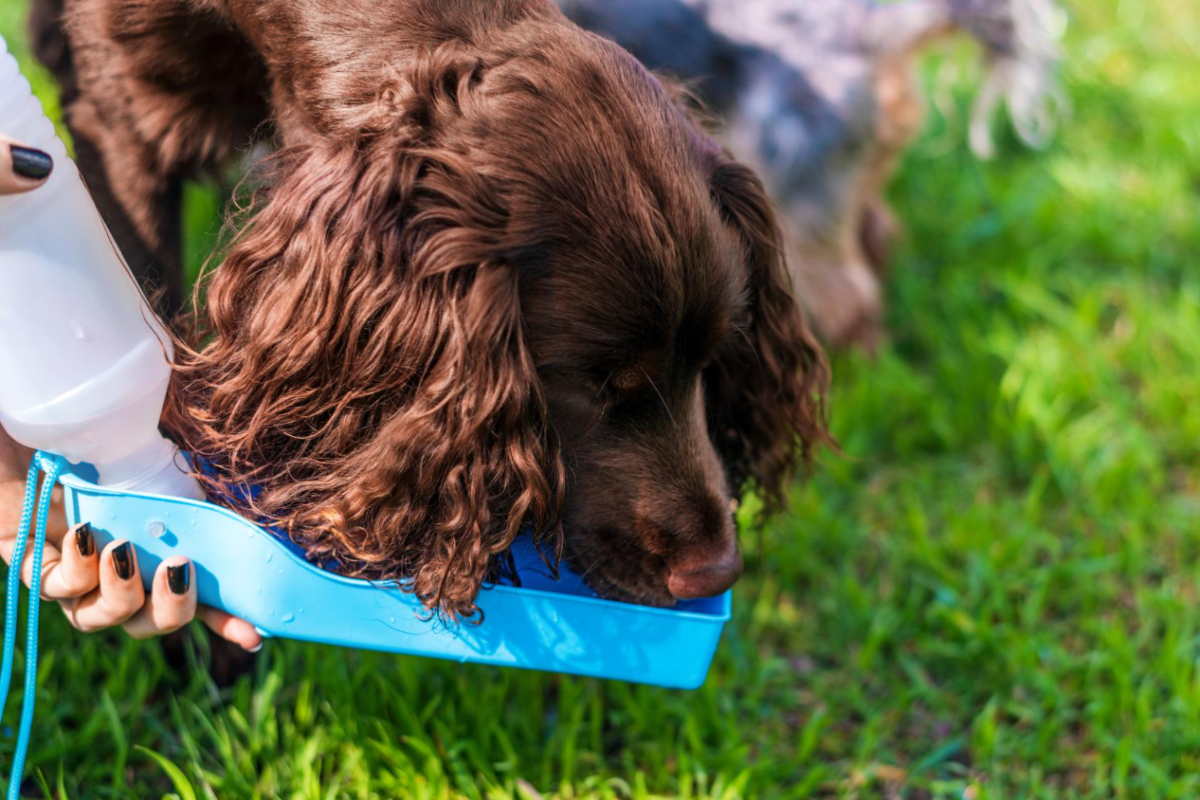 manual buenos modales lugares pet friendly