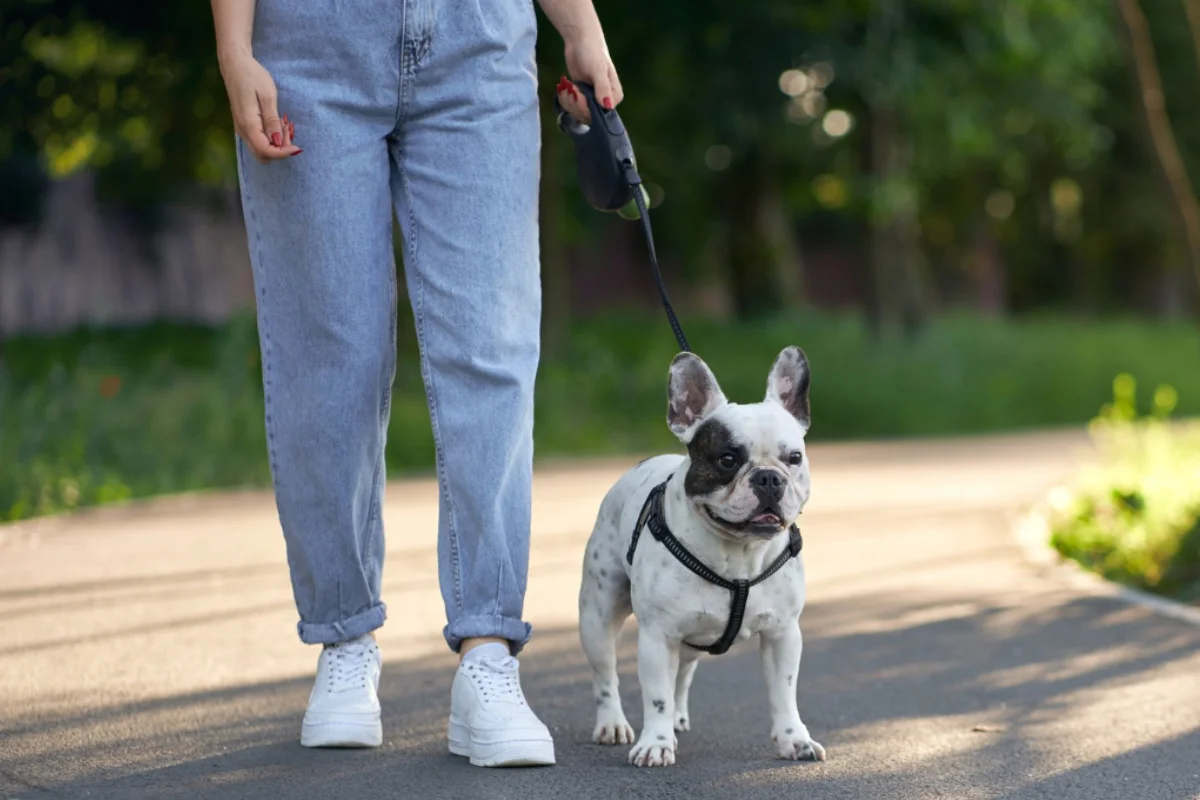 manual buenos modales pet friendly