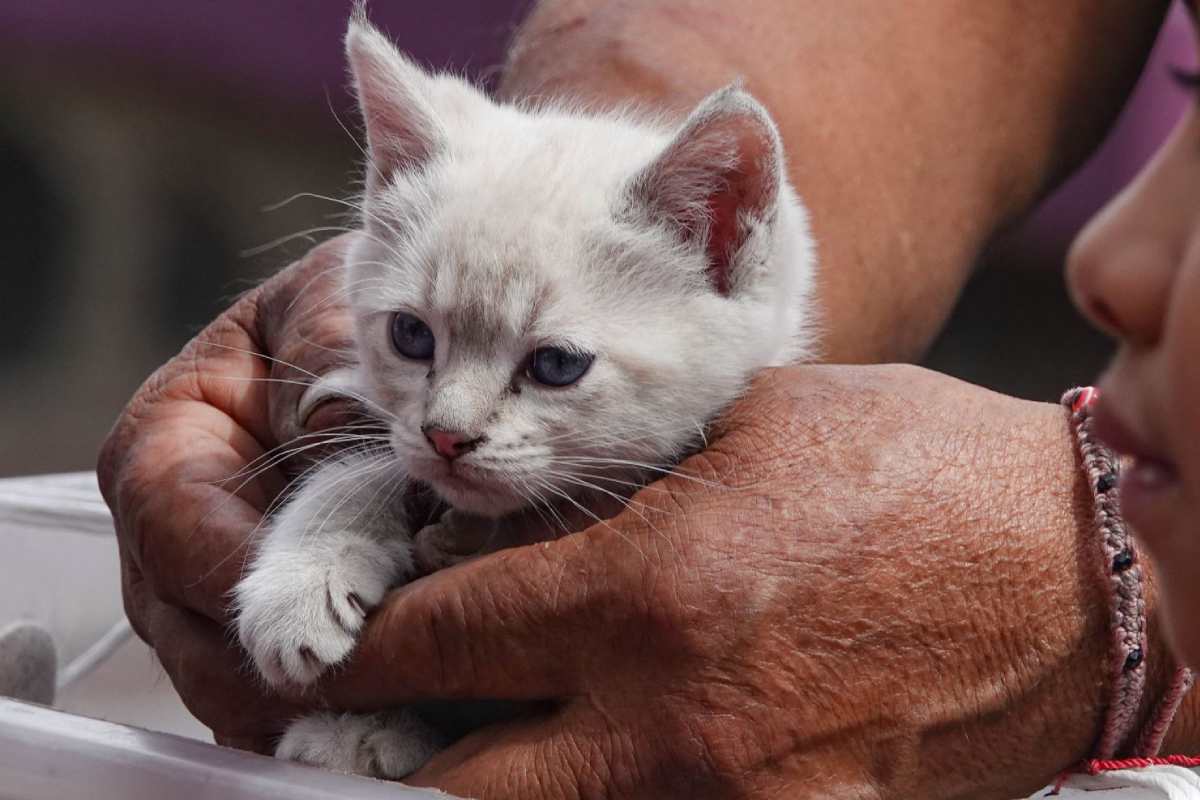 El evento también busca un hogar definitivo para los gatos rescatados en la Ciudad de México. (Foto: Cuartoscuro)
