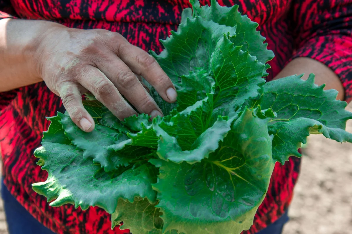 mexico-investiga-ciclosporiasis-lechuga-iceberg-diarrea-eu