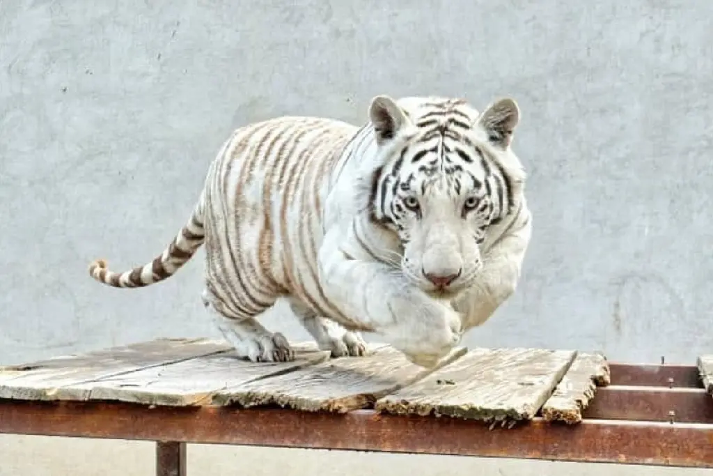 Tigre de Bengala saltándo