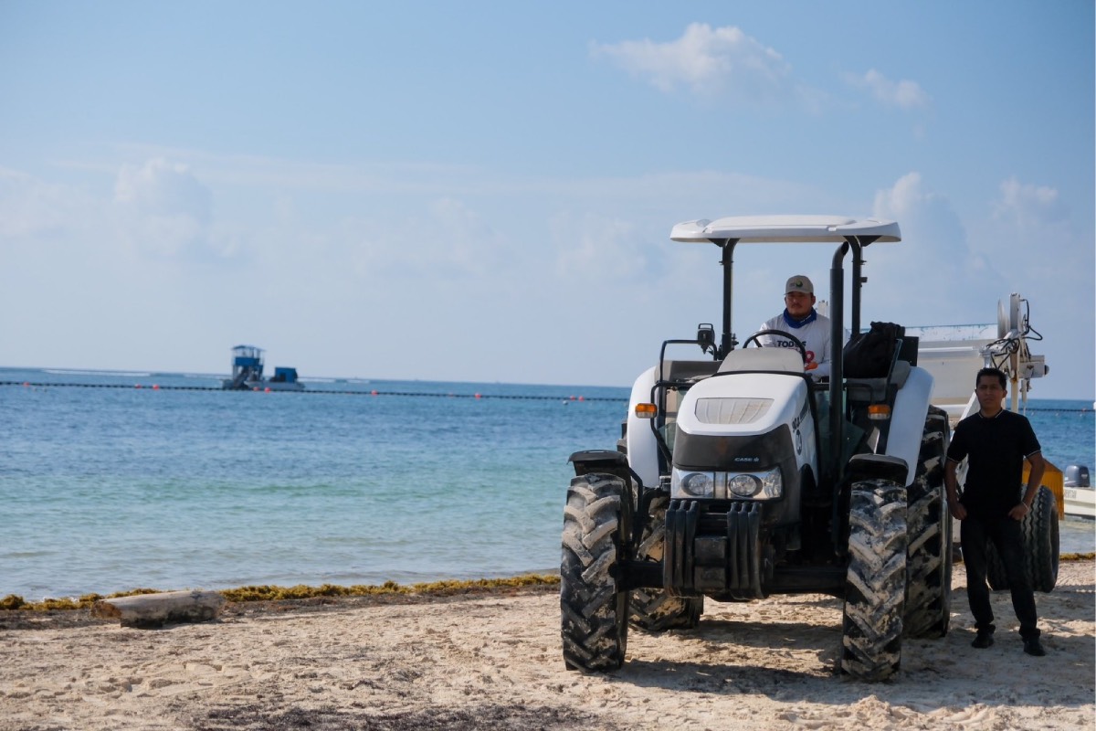 El sargazo afecta desde Cancún hasta Xcalak, en la frontera con Belice