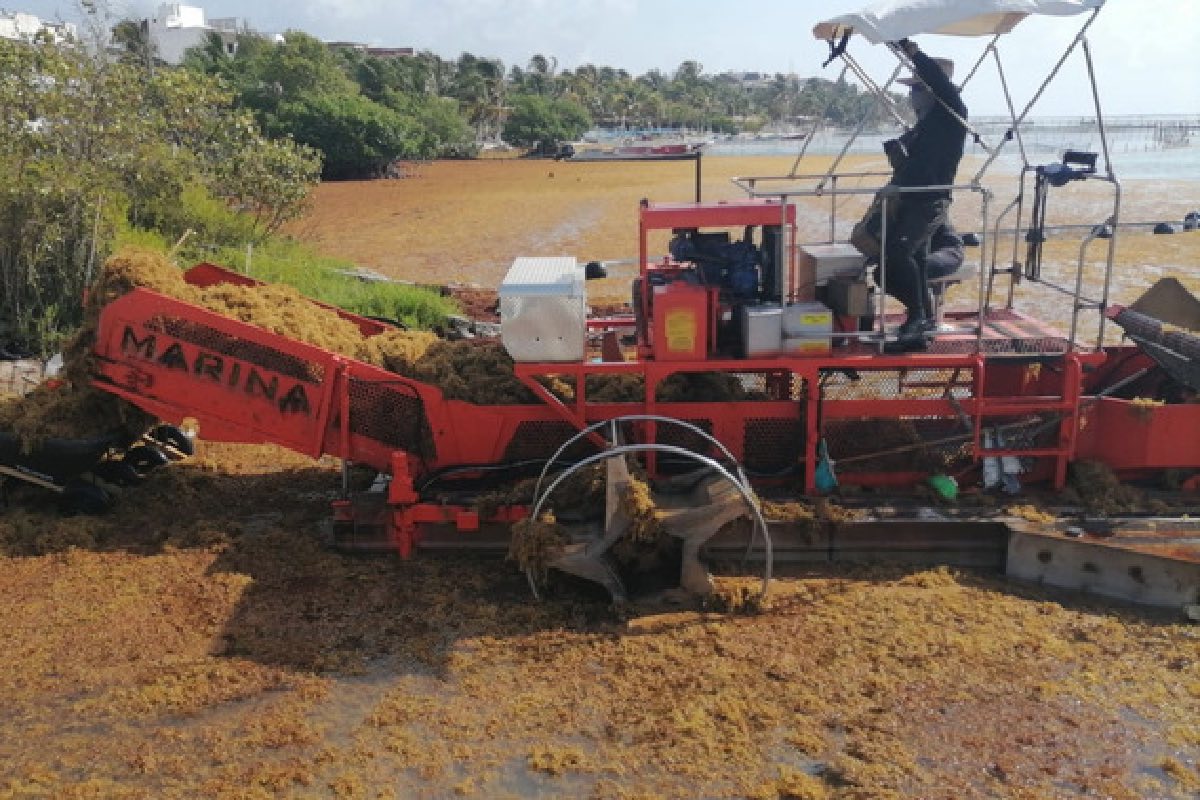 Recolectadas, 88 mil 998 toneladas de sargazo