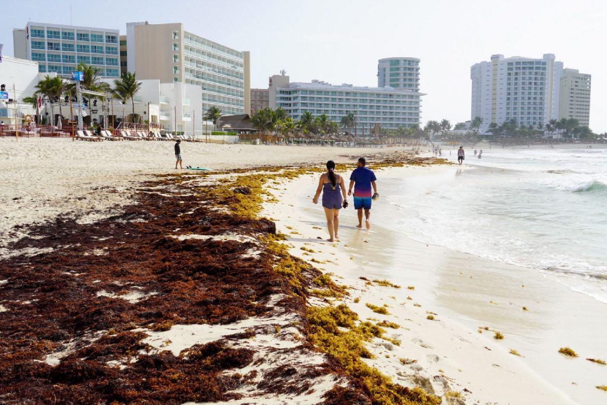 El 27 de julio se contabilizaron 13 playas con un arribo “excesivo” de sargazo