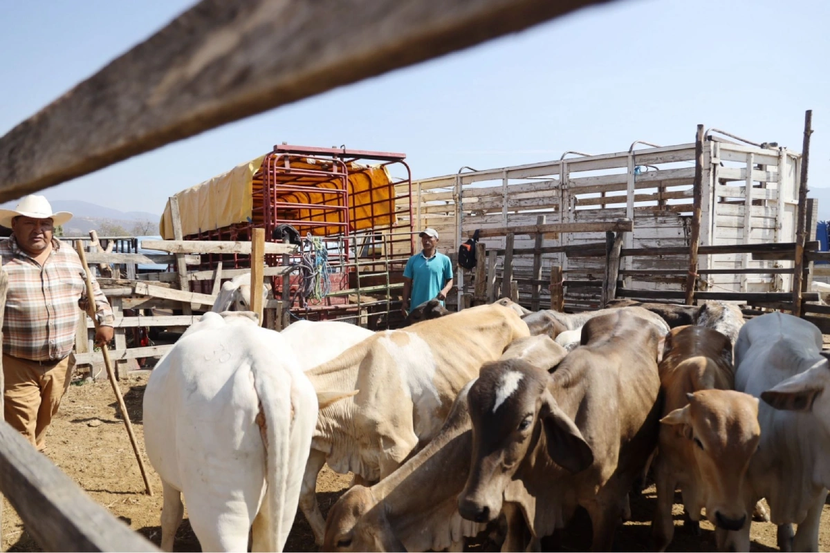 El cruce comercial de ganado iniciará por Agua Prieta, Sonora, y luego se abrirán dos cruces más en Chihuahua.