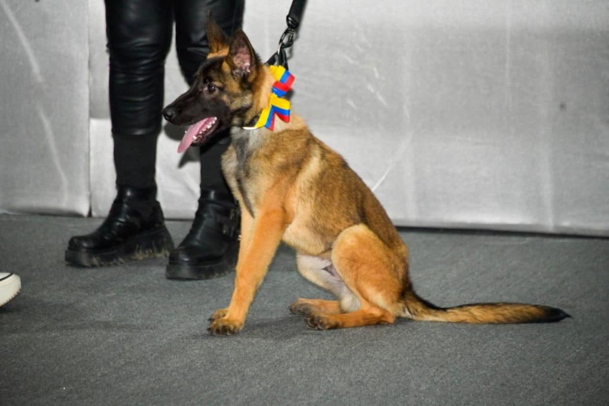 venezuela regala cachorra mexico sismo