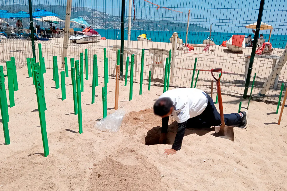 Aseguran 202 huevos de tortuga golfina en Guerrero; serán incubados