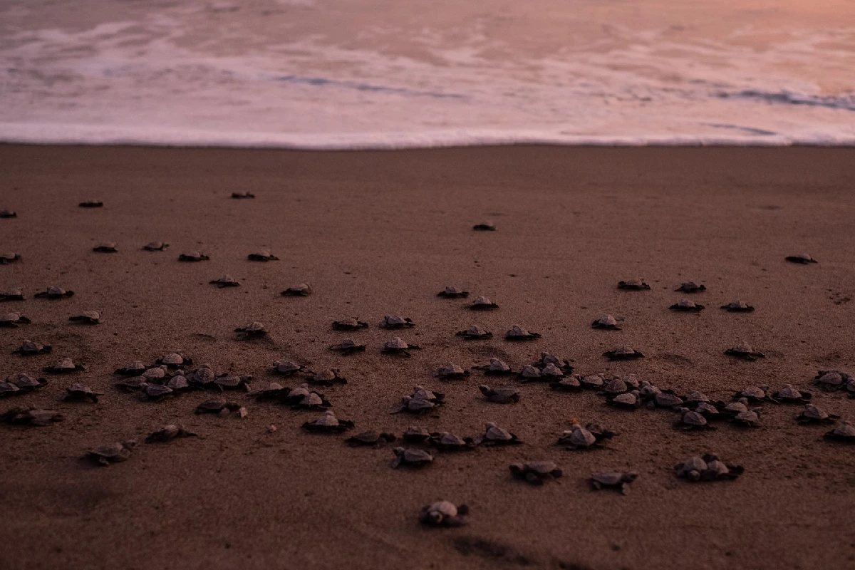 Aseguran 202 huevos de tortuga golfina en Guerrero; serán incubados