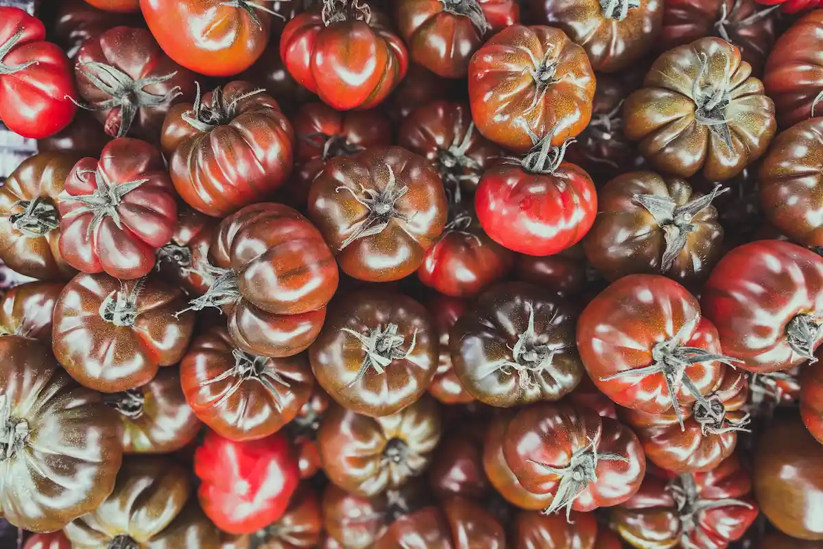 Black Krim tipo de tomate
