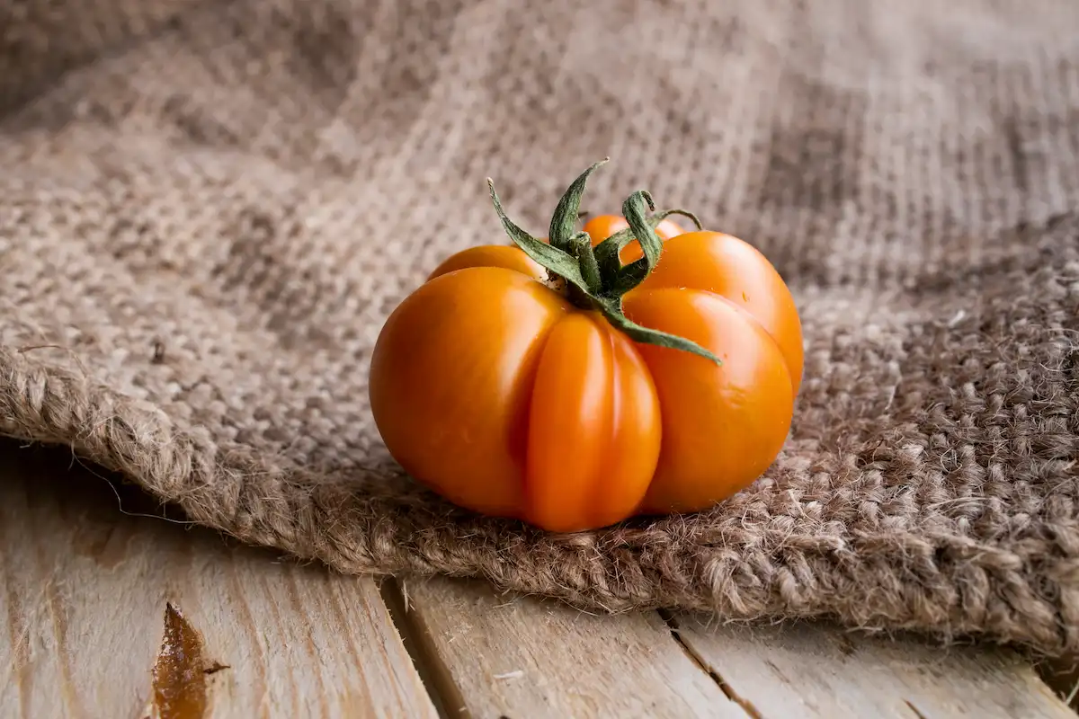 Costoluto Fiorentino tipo de tomate