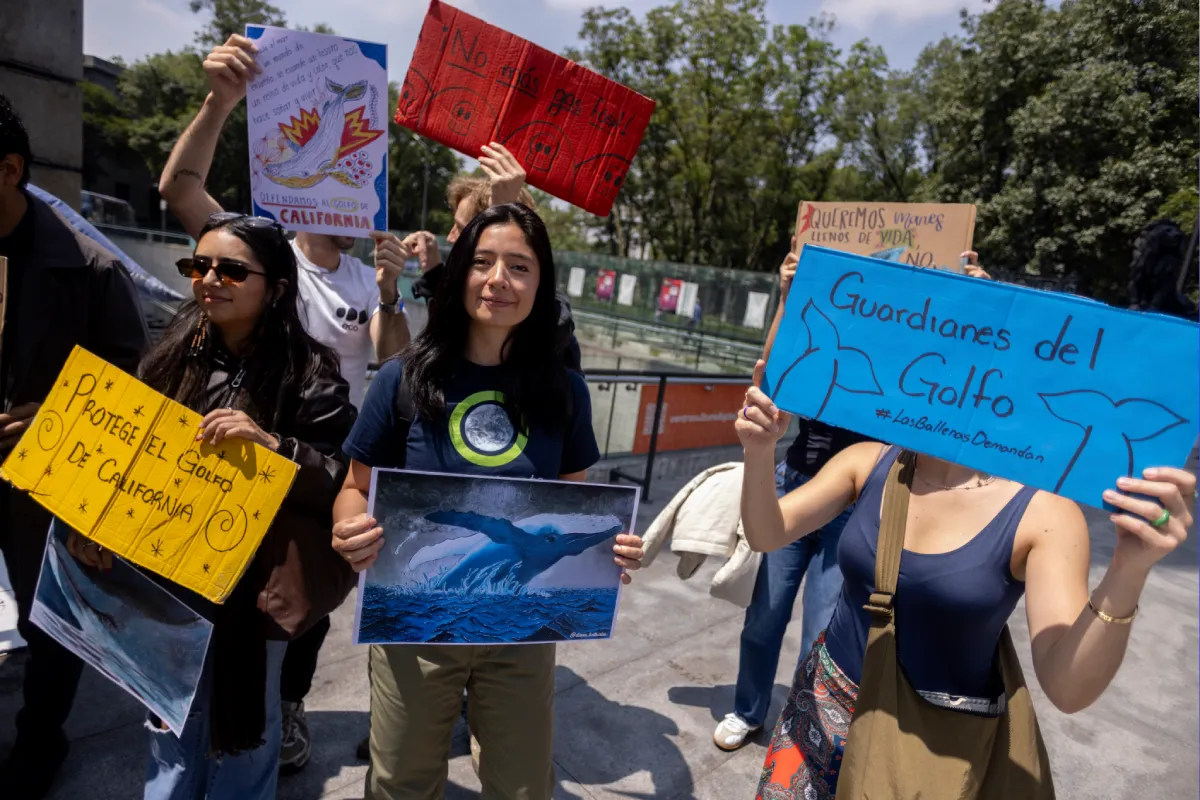 ECOS del Océano: exposición que incluye pruebas que defienden a las ballenas
