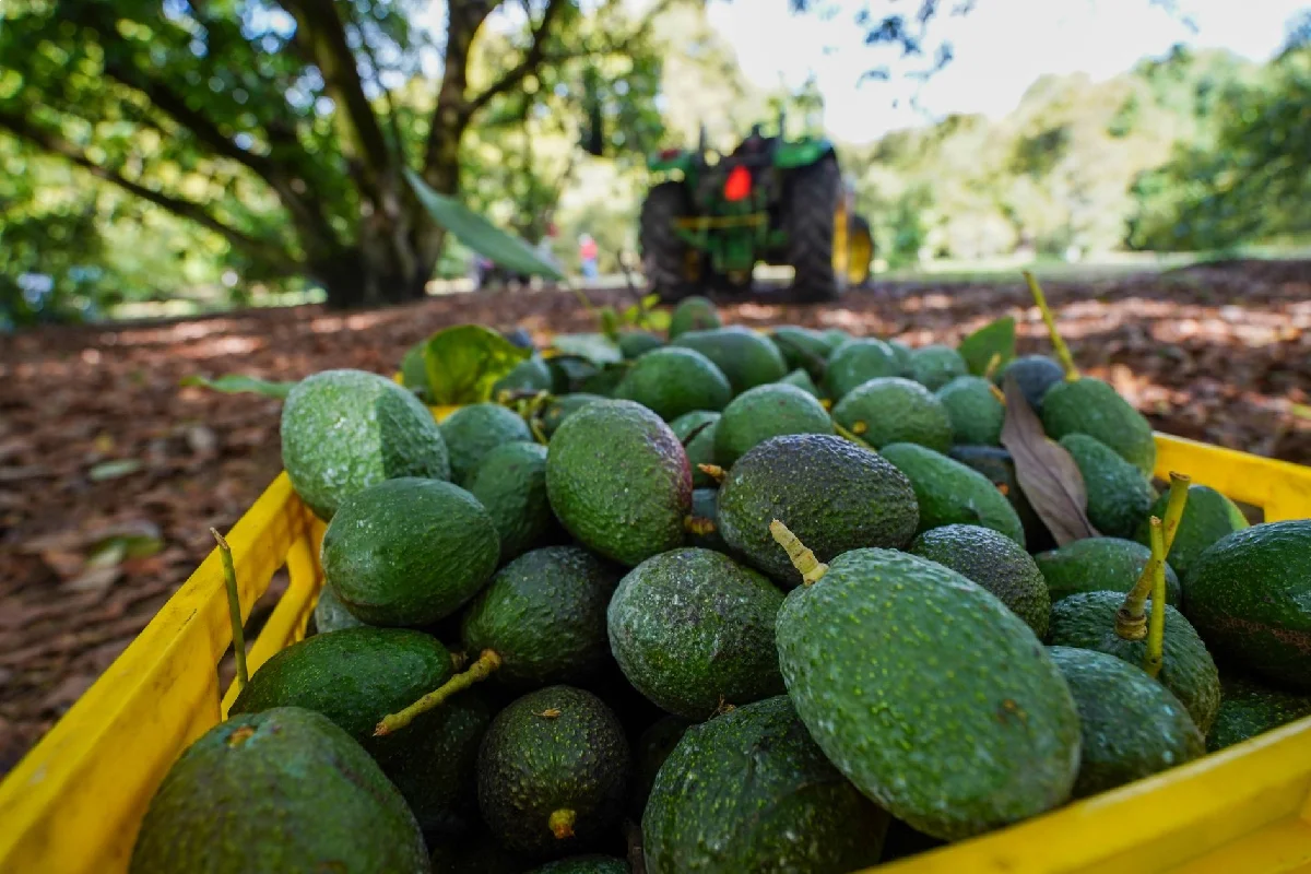 Primer plano de una caja amarilla llena de aguacates recién cosechados en un huerto, con un tractor verde al fondo entre los árboles.