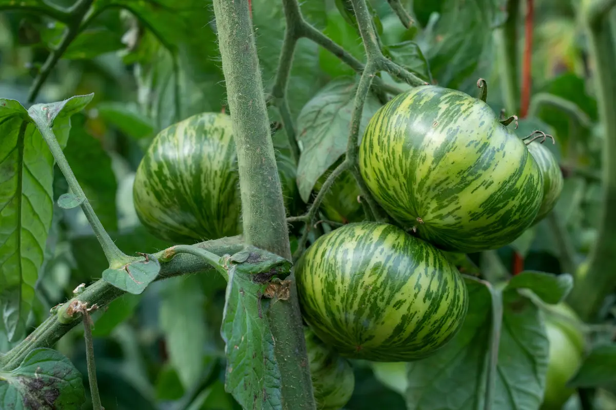 Green Zebra tipo de tomate
