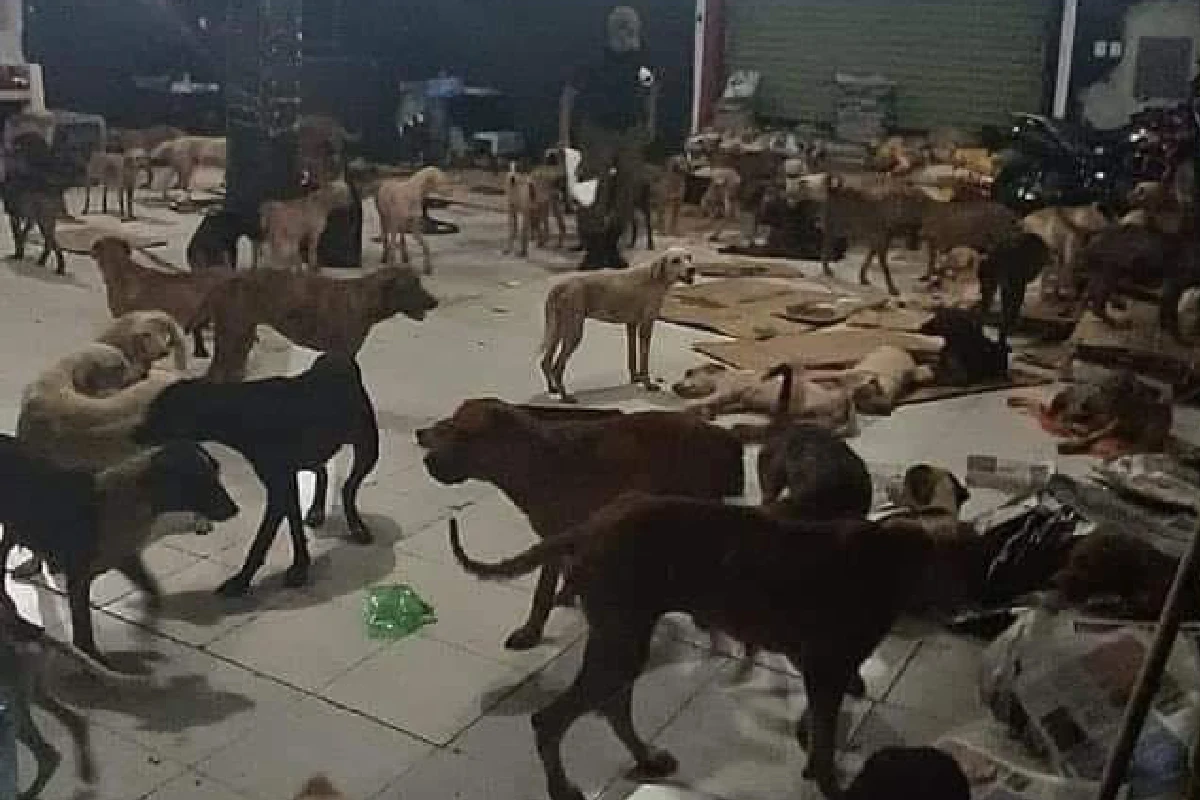 Durante el huracán Beryl, activistas en Cancún rescataron a cientos de perros y gatos olvidados por sus dueños. Foto: Cachorrilandia.