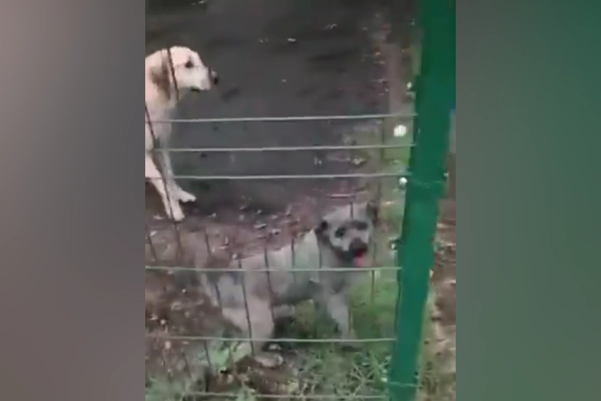 Dos perros mirando a través de una reja metálica en un patio.