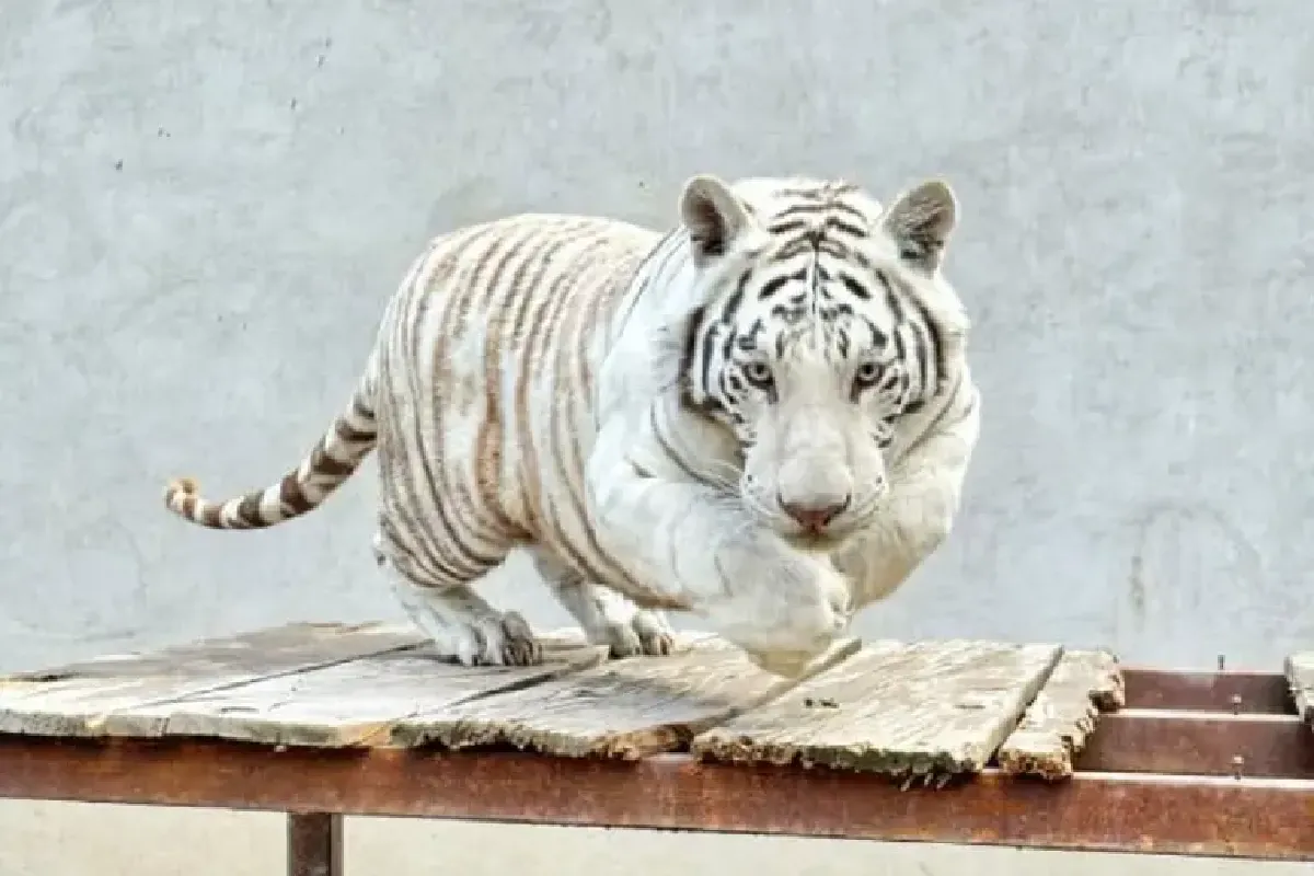Profepa rescata a un tigre de bengala en Fresnillo, Zacatecas 