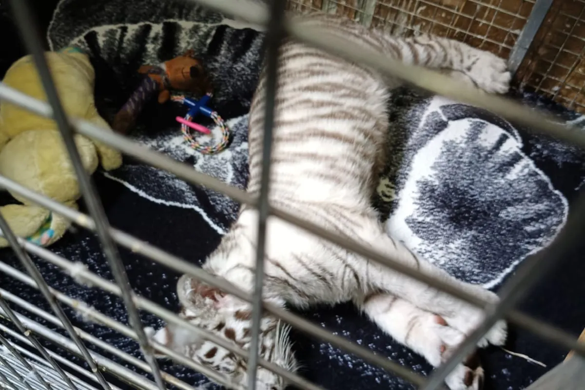 Profepa traslada a refugio autorizado a cachorra tigre asegurada en Iztapalapa