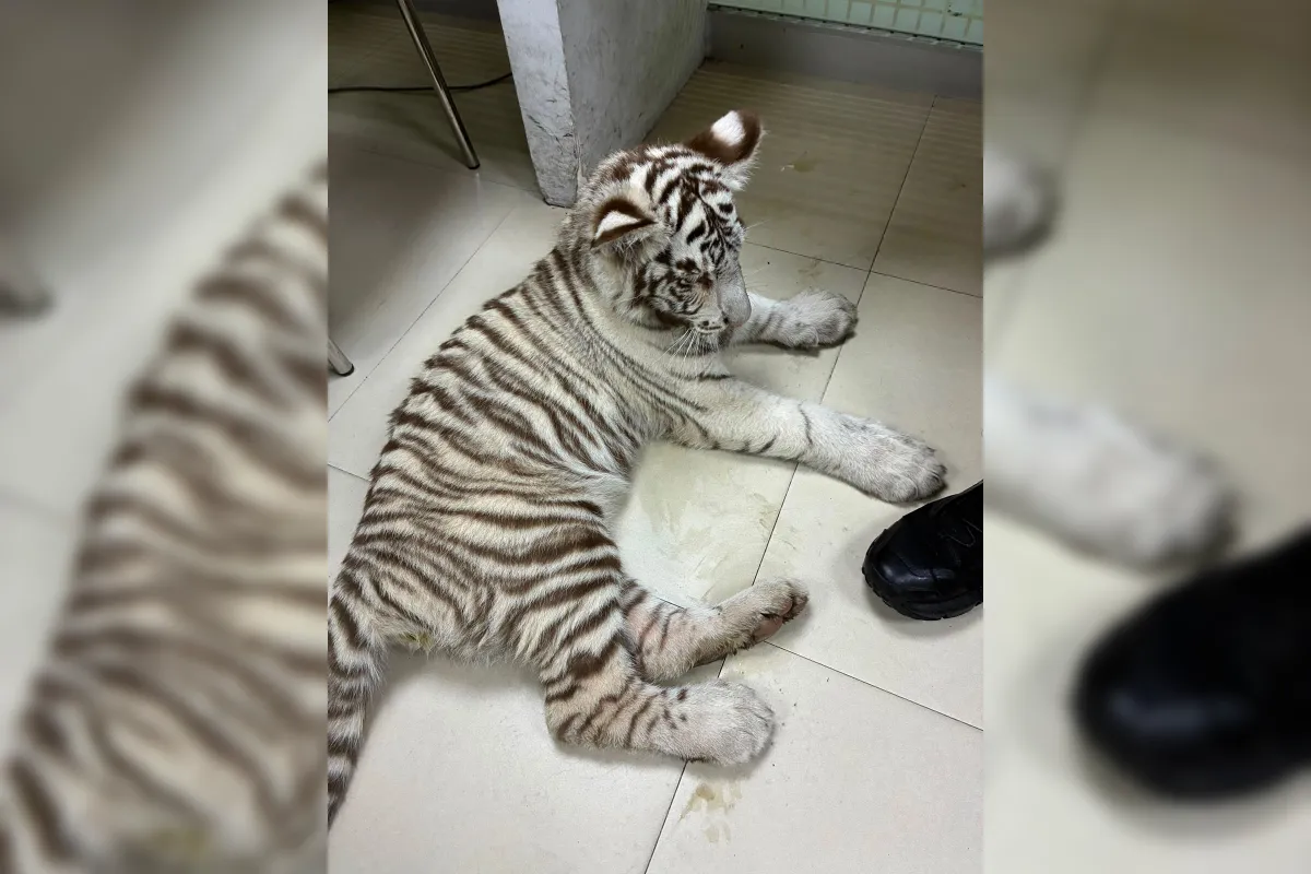 Profepa traslada a refugio autorizado a cachorra tigre asegurada en Iztapalapa