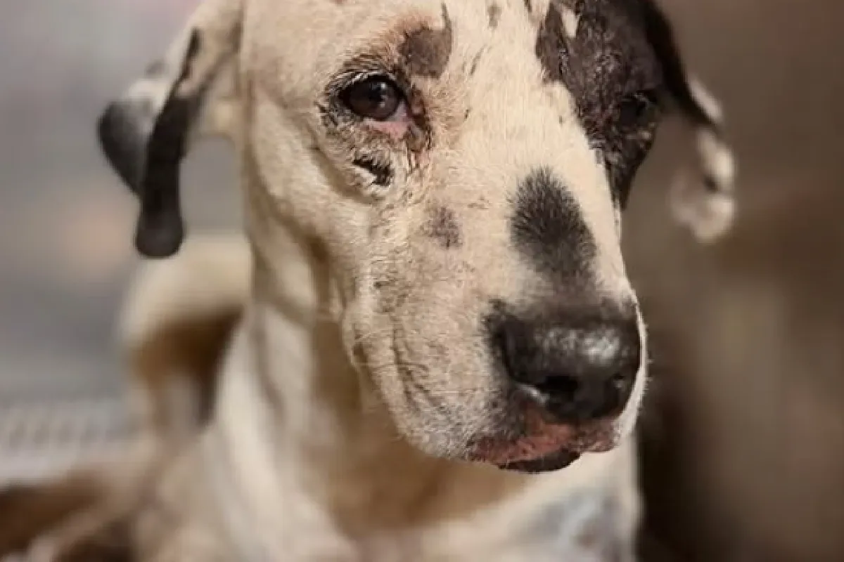 “Vaquita”: perrita sufre maltrato en Tlajomulco, Jalisco; detienen a agresores