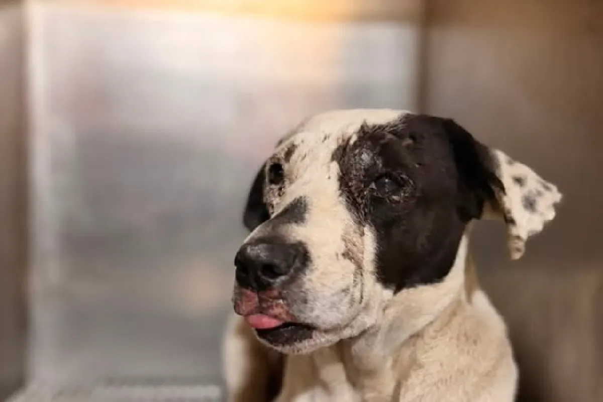 “Vaquita”: perrita sufre maltrato en Tlajomulco, Jalisco; detienen a agresores