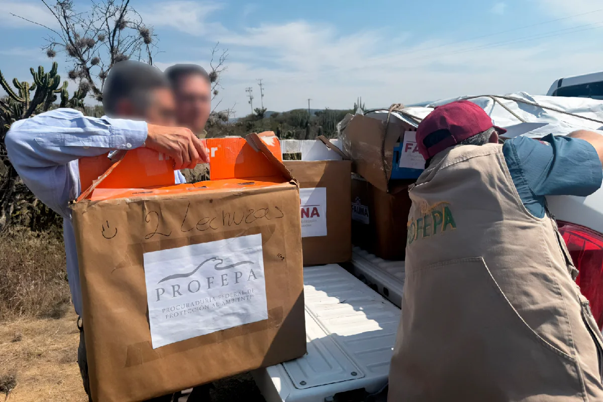 Ciudadanos han entregado varios ejemplares de la vida silvestre a los especialistas durante 2026. Foto tomada de la Profepa.
