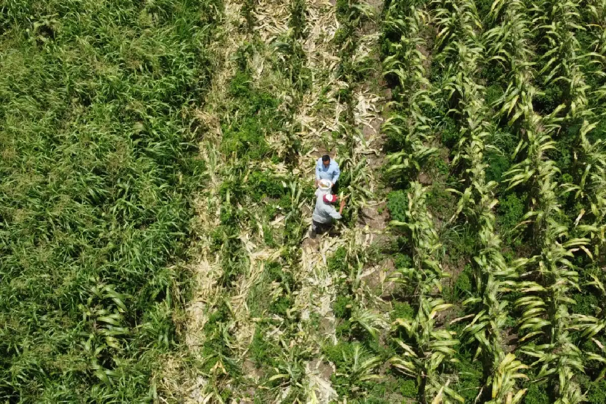 Ante la caída general de la actividad económica del estado, el sector agropecuario fue la excepción.