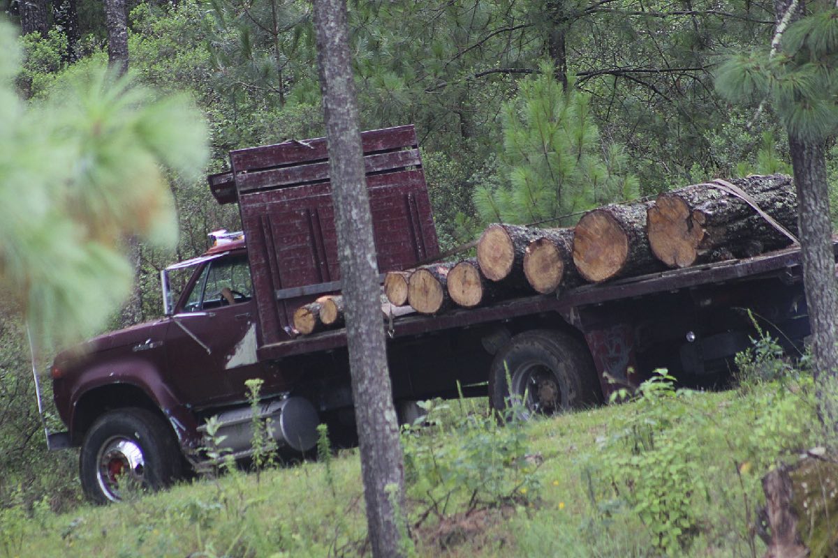 Agua Fría: defender el bosque entre amenazas, vuelos nocturnos de drones y el acecho de la tala ilegal