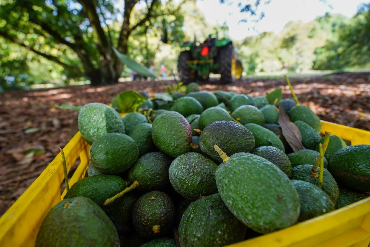 aguacate méxico estados unidos michoacán violencia estrategia