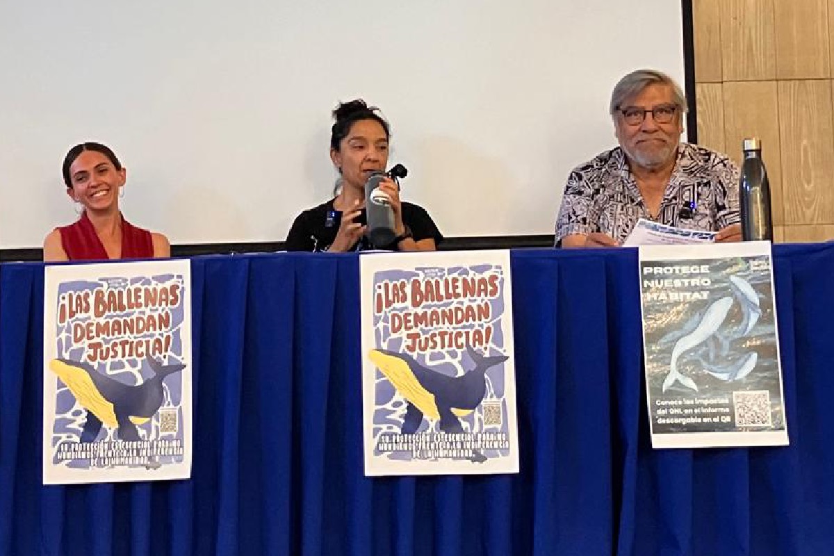 La larga batalla de las ballenas del Golfo de California por el reconocimiento de sus derechos