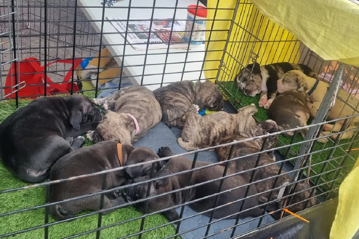 Clausuran balneario del Bosque de San Juan de Aragón por consumo alcohol y venta de animales
