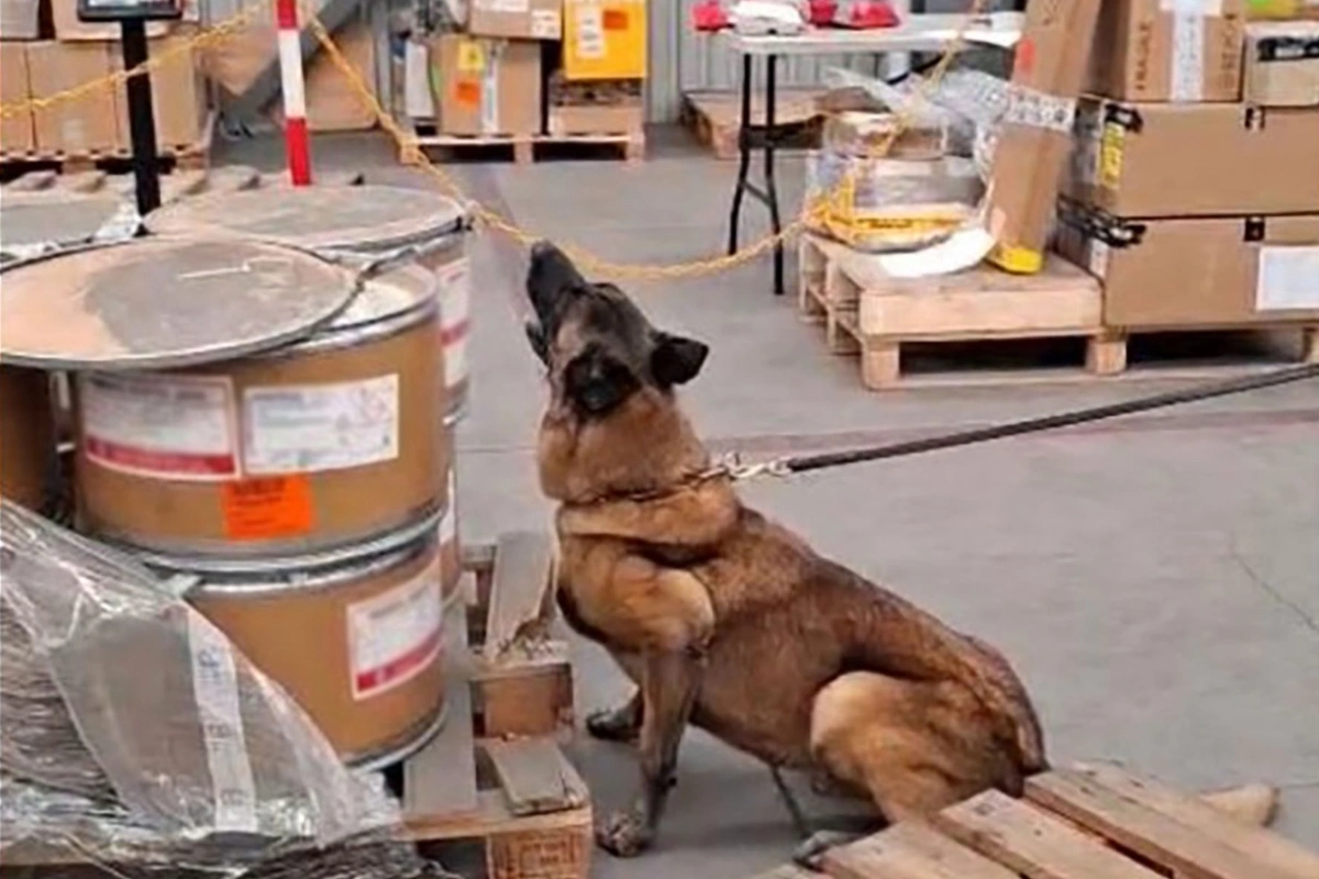Max IV, binomio canino de la secretaría de Marina