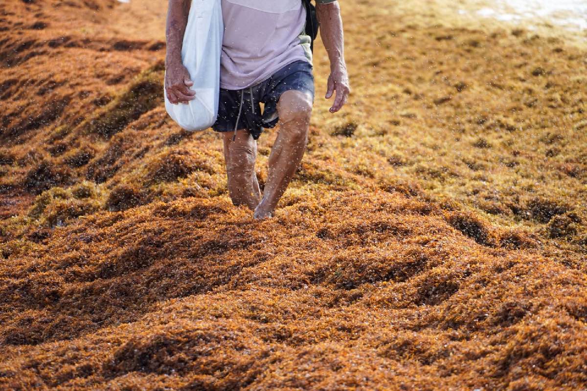 Crisis climática cambia el Caribe mexicano: aumenta el sargazo, la temperatura y el nivel del mar