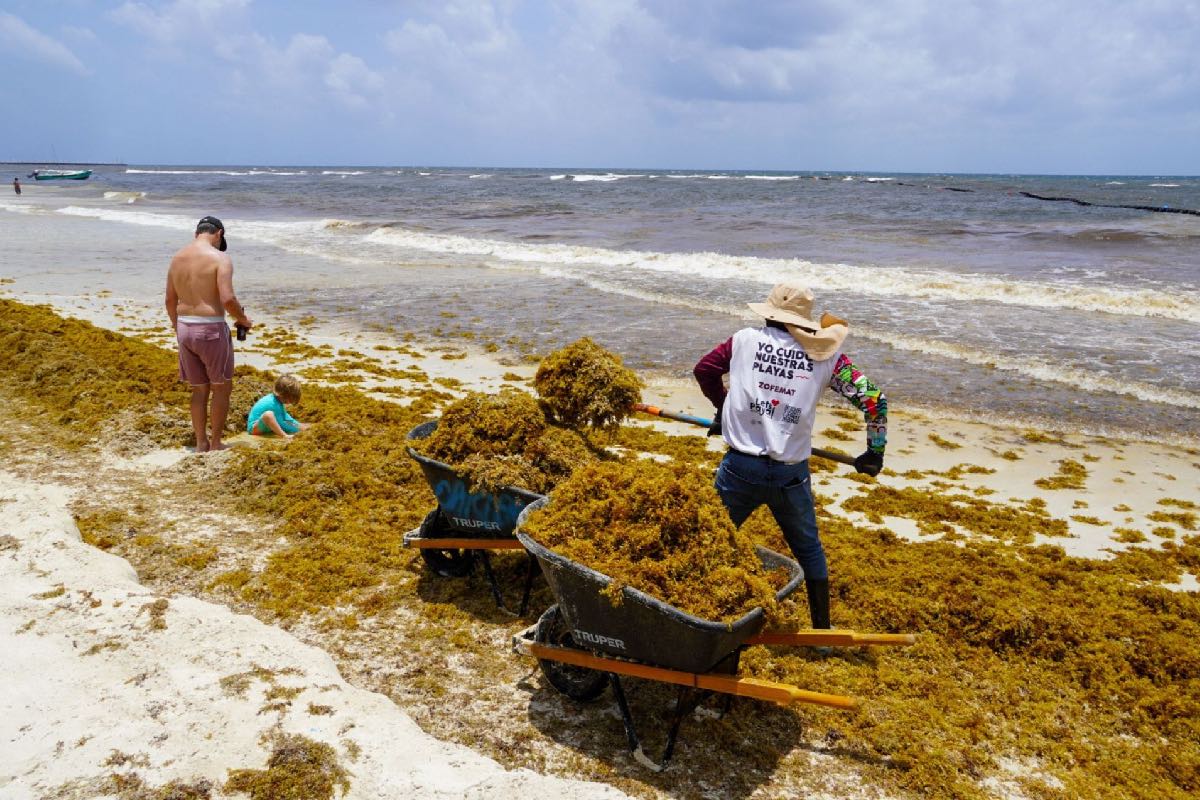 Crisis climática cambia el Caribe mexicano: aumenta el sargazo, la temperatura y el nivel del mar