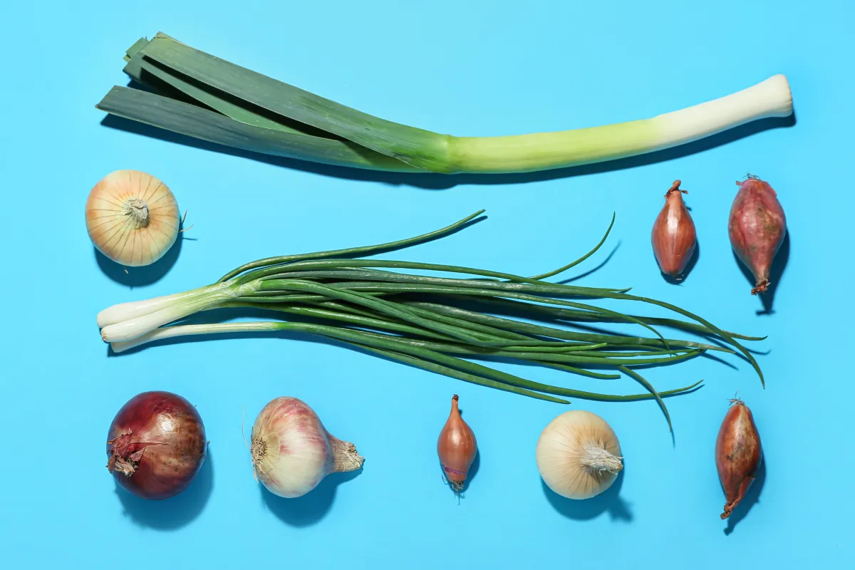 variedad de cebollas
