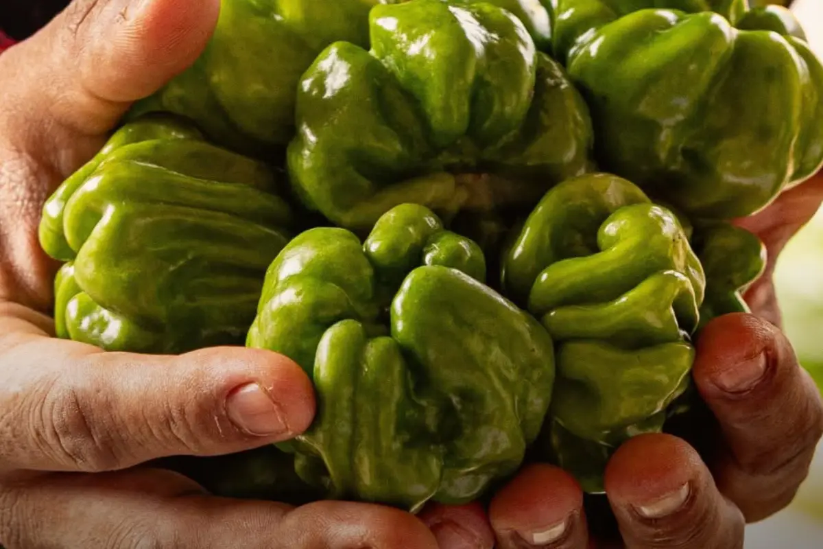 Manos sosteniendo chiles dulces de Yucatán