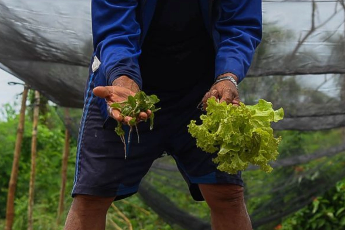 Un agricultor sosteniendo en una mano plántulas de hortalizas con raíces y en la otra un manojo de lechuga fresca cosechada en un cultivo.Un agricultor sosteniendo en una mano plántulas de hortalizas con raíces y en la otra un manojo de lechuga fresca cosechada en un cultivo.