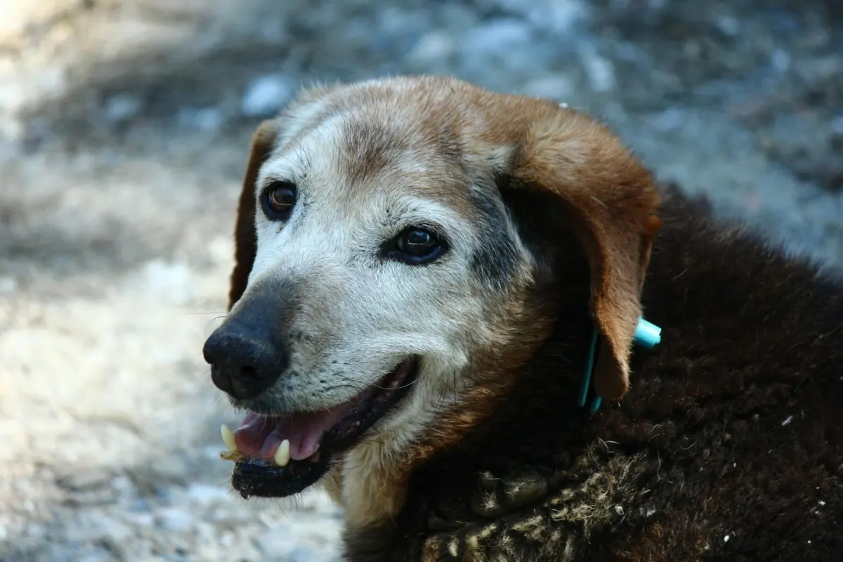 cuidados perro viejito senior