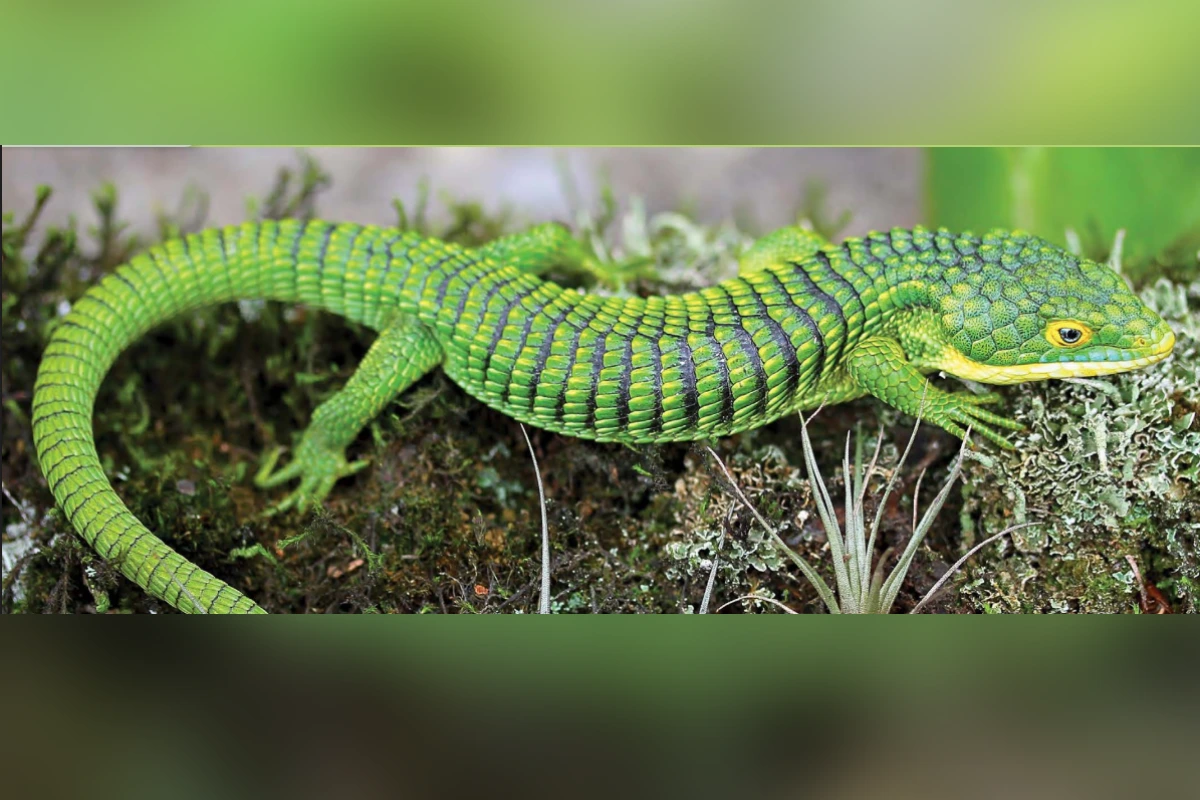 Imagen de un dragon mexicano sobre un tronco.