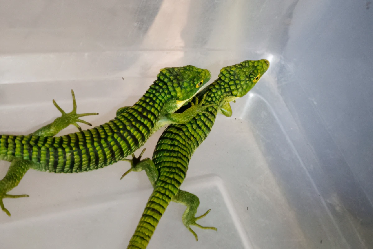 Ejemplares similares a una lagartija verde con escamas brillosas. Son dos y parece que uino pone su mano sobre la espalada de otra similar a un abrazo