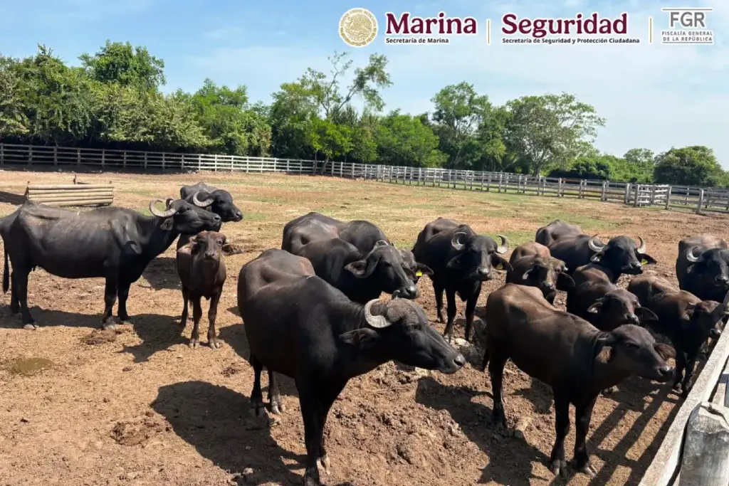 Entre las especies recuperadas, se identificaron tigres de Bengala, jaguares, monos araña, leones africanos, bisontes, entre otros.