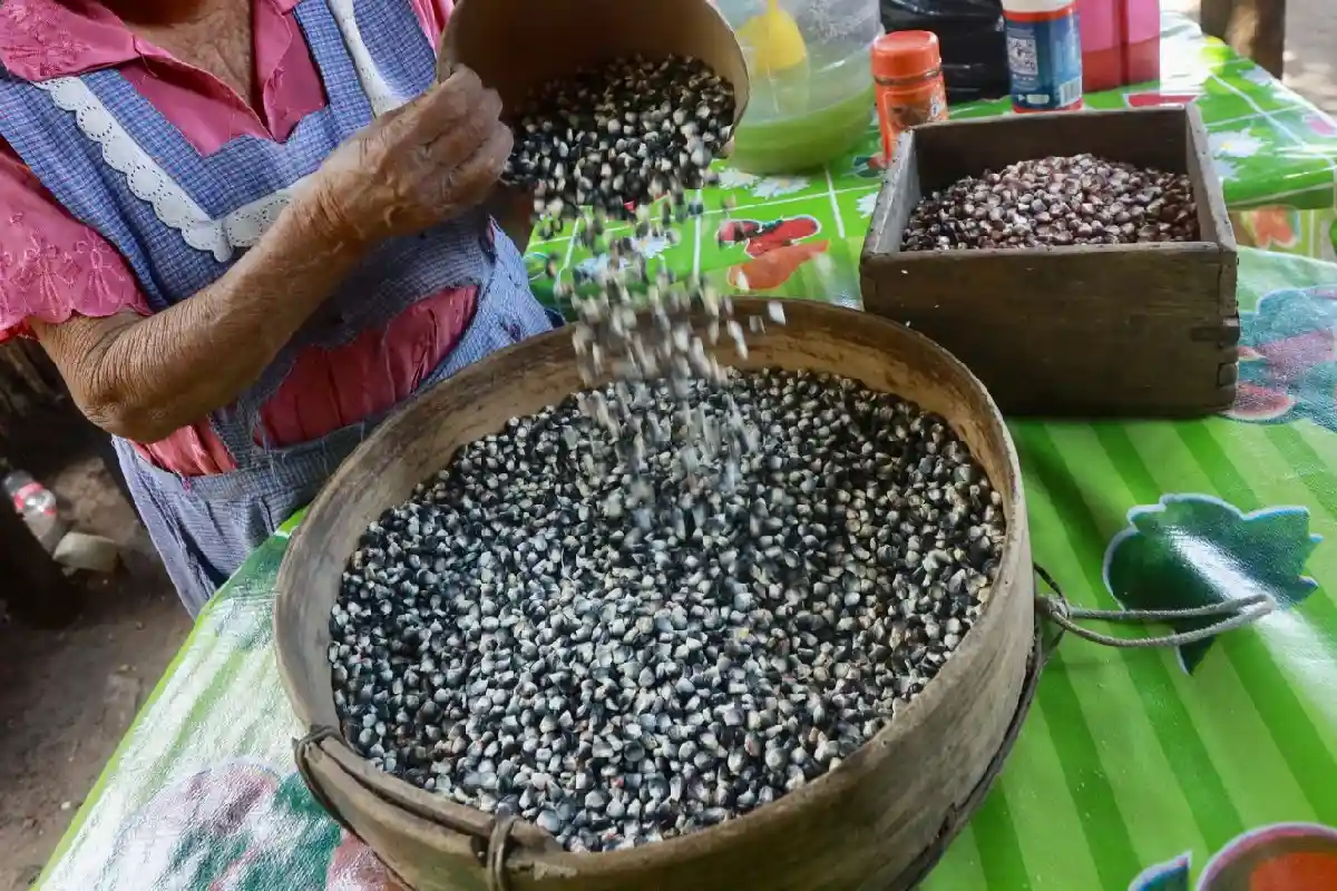 granos de maíz nativo