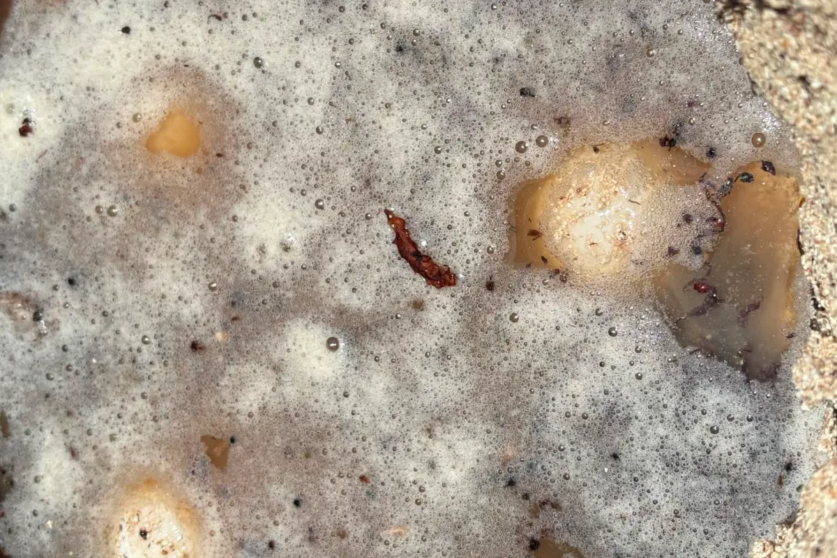 Algunas especies se adaptan al sargazo, pero otras lo sufren más.
