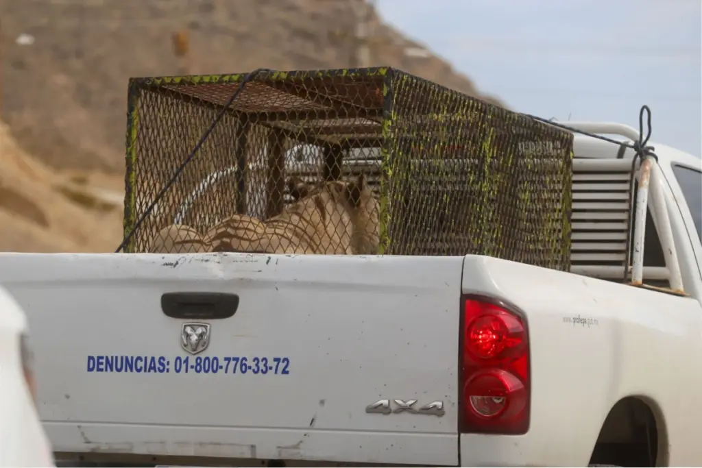 Entre los inmuebles cateados, se encontraron también 68 mil litros de diésel.