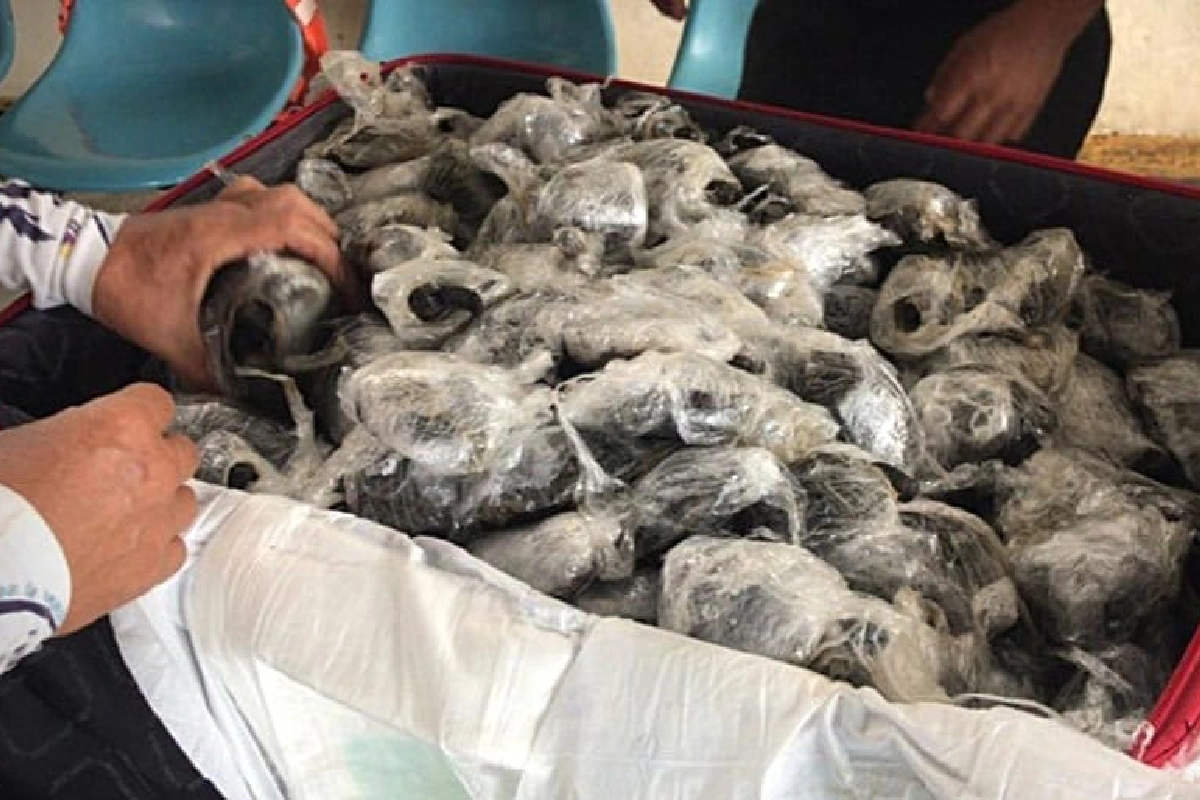 Crías de tortugas gigantes decomisadas en poder del policía Nixon Polo, en 2021. (Foto: Mongabay Latam | Fiscalía General del Estado de Ecuador)
