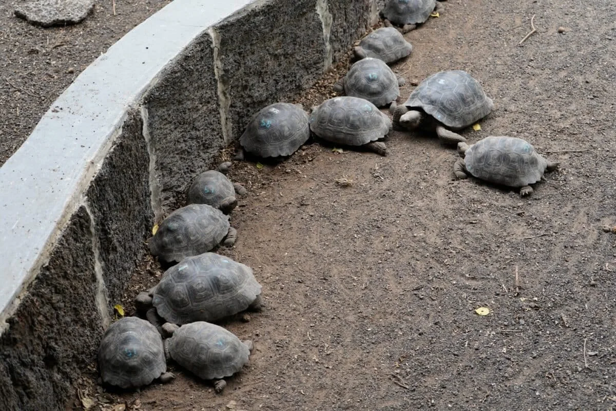 Crías de tortugas gigantes en el centro de crianza Arnaldo Tupiza, de la isla Isabela. En algunos individuos, los números de registro que se aplican sobre sus caparazones lucen difusos o prácticamente ilegibles. (Foto: Mongabay Latam | Diego Cazar Baquero)