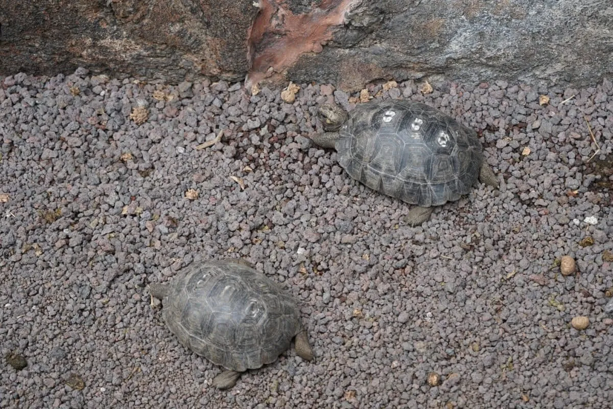 (Foto: Mongabay Latam | Diego Cazar Baquero)