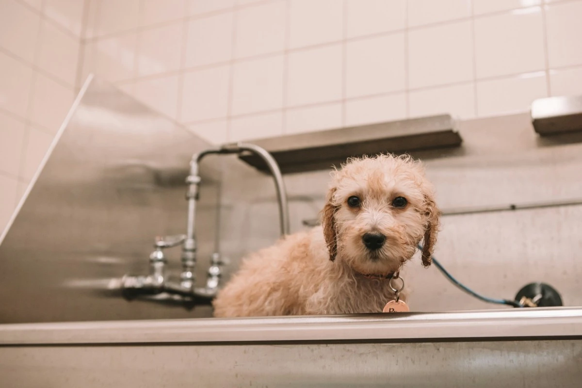 baño perro frecuencia pelaje